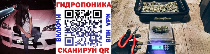 Конопля сатива  Кушва 